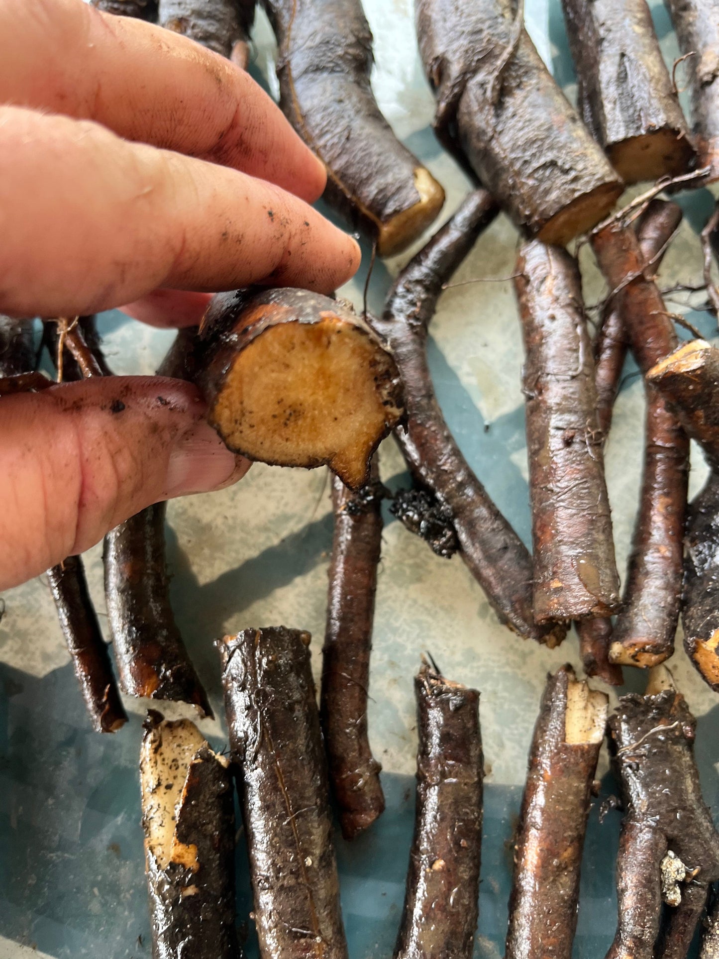 Comfrey cuttings for sale in Australia 