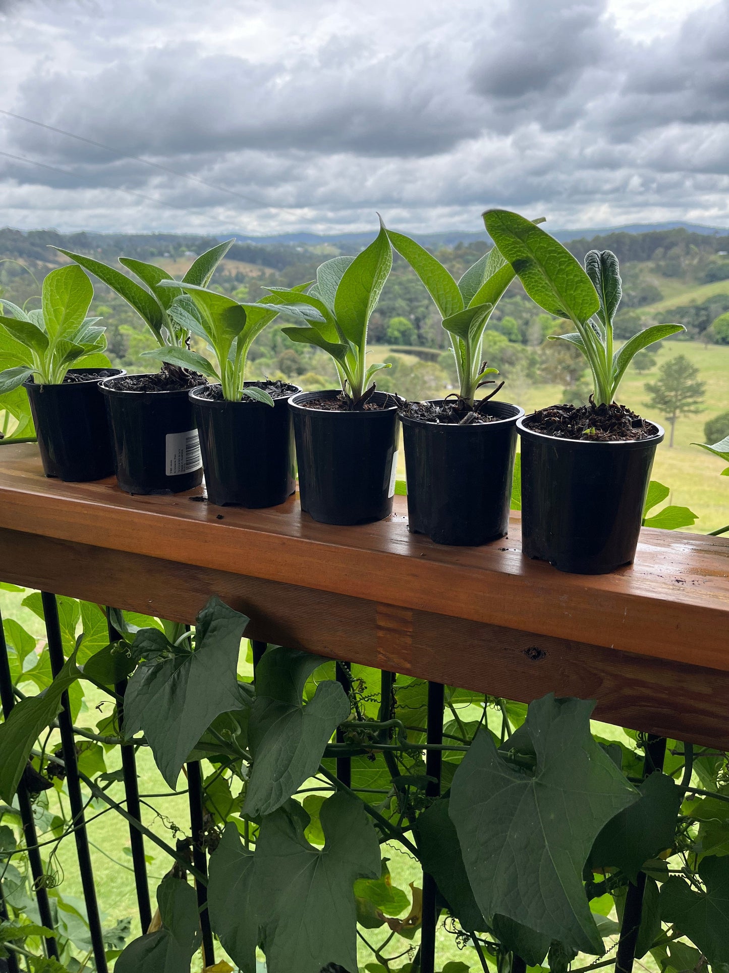 successfully propagating comfrey from cuttings