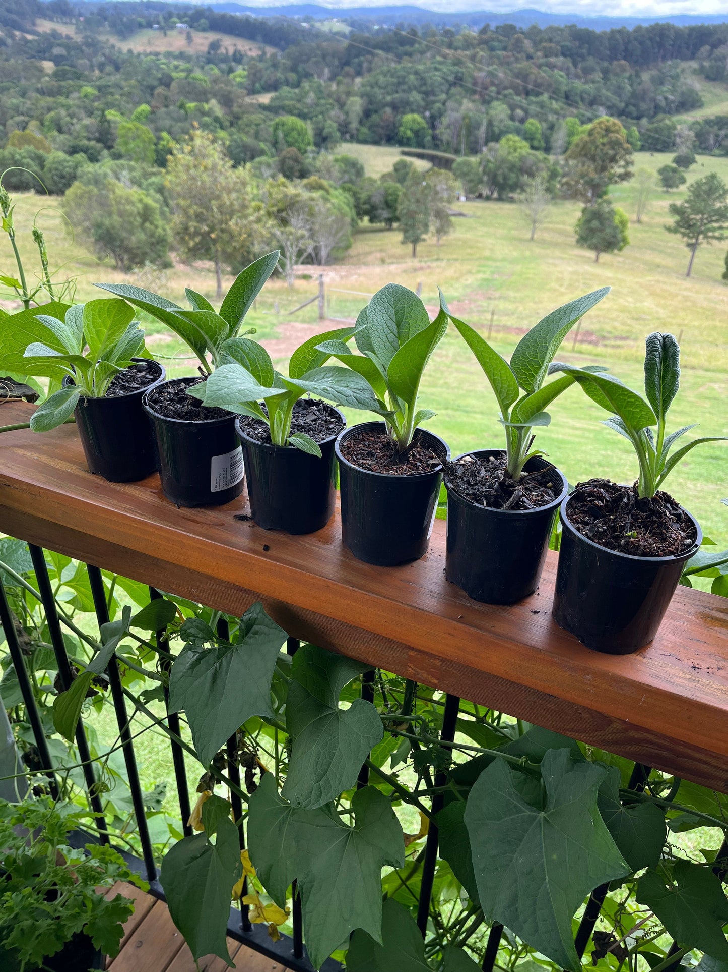 comfrey growibg in Australia