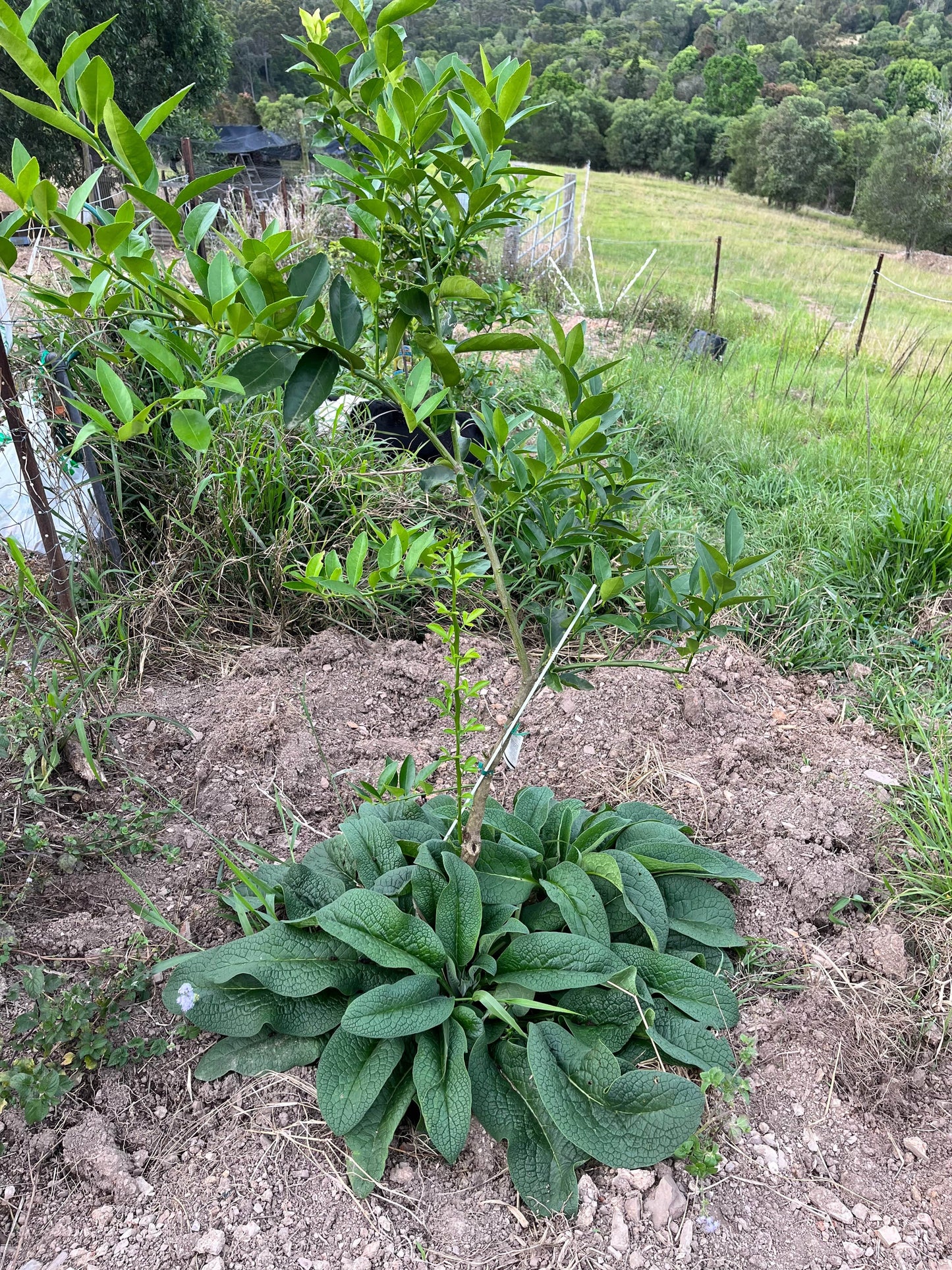 large Comfrey plant feeding citris tree