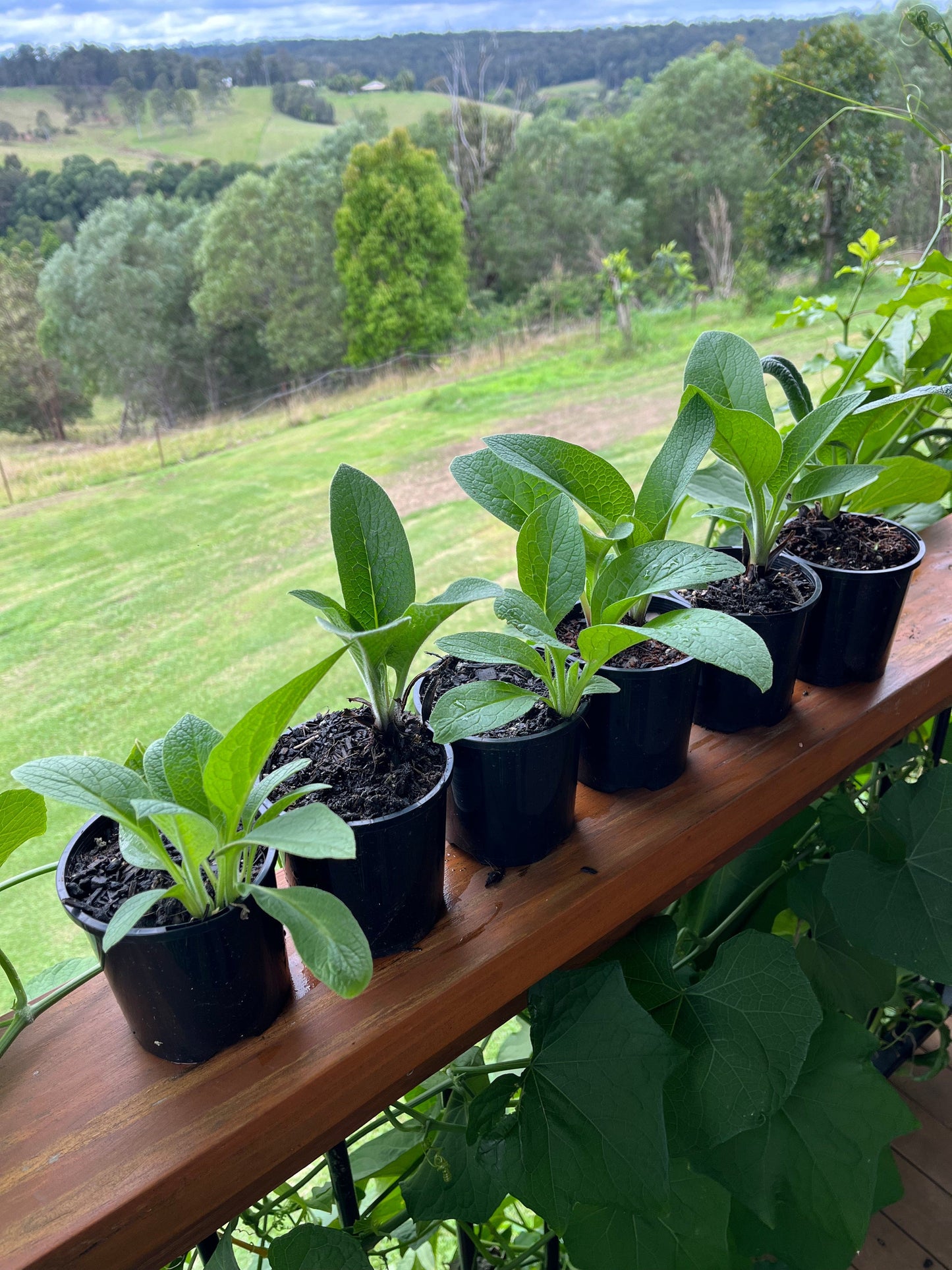 propagating comfrey