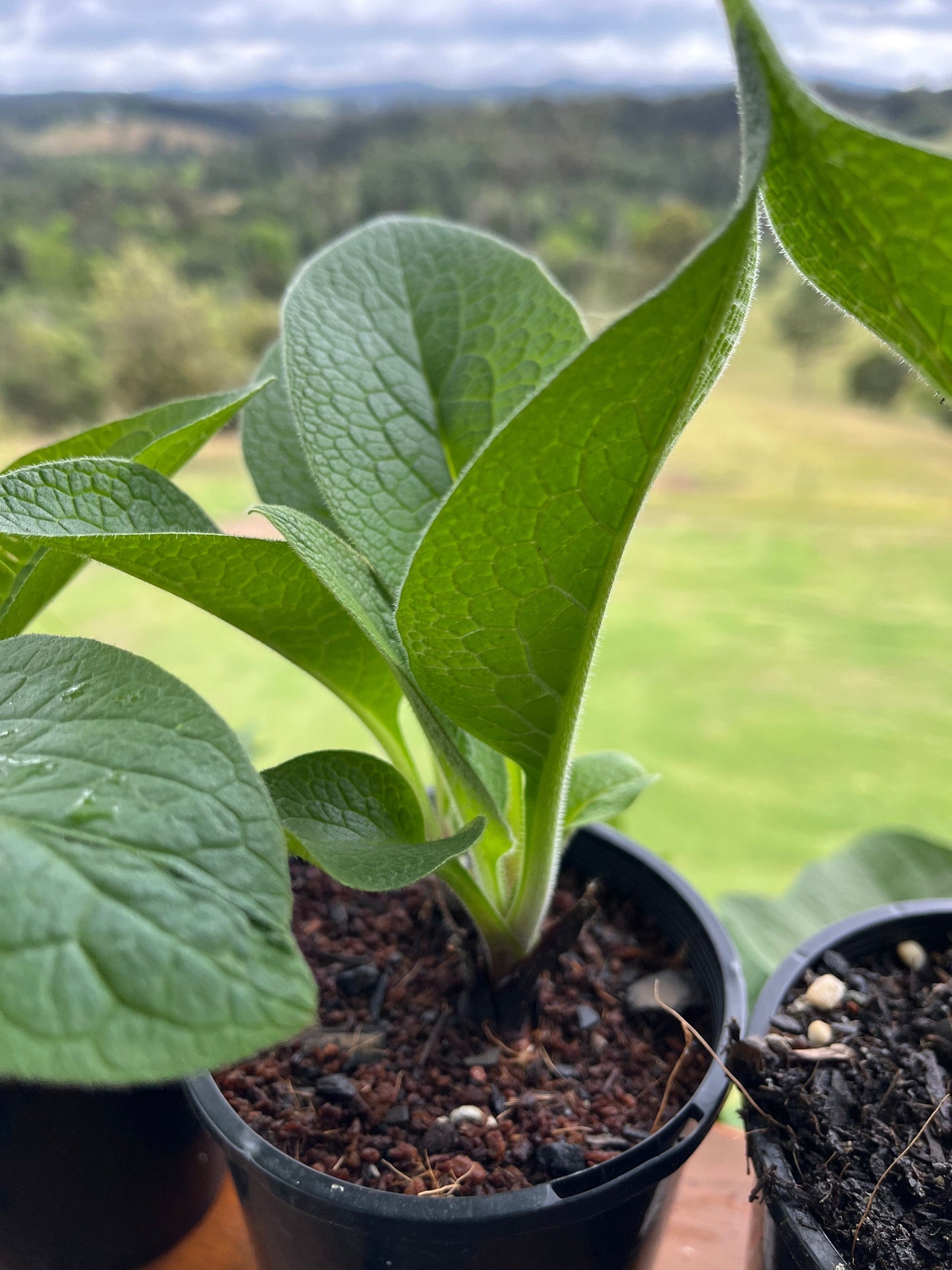 Healthy comfrey plant