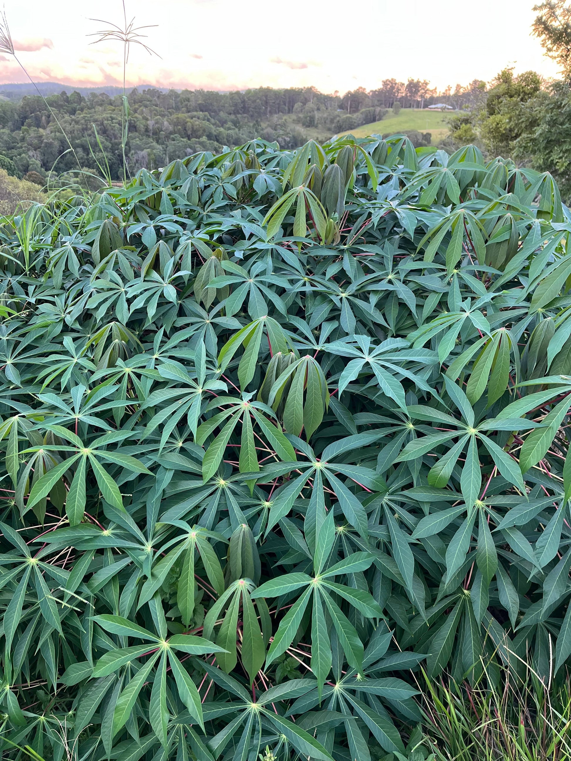 cassava cuttings for sale qld