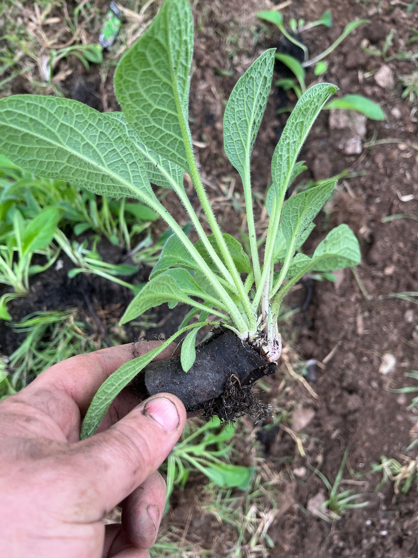 Comfrey plant from cutting