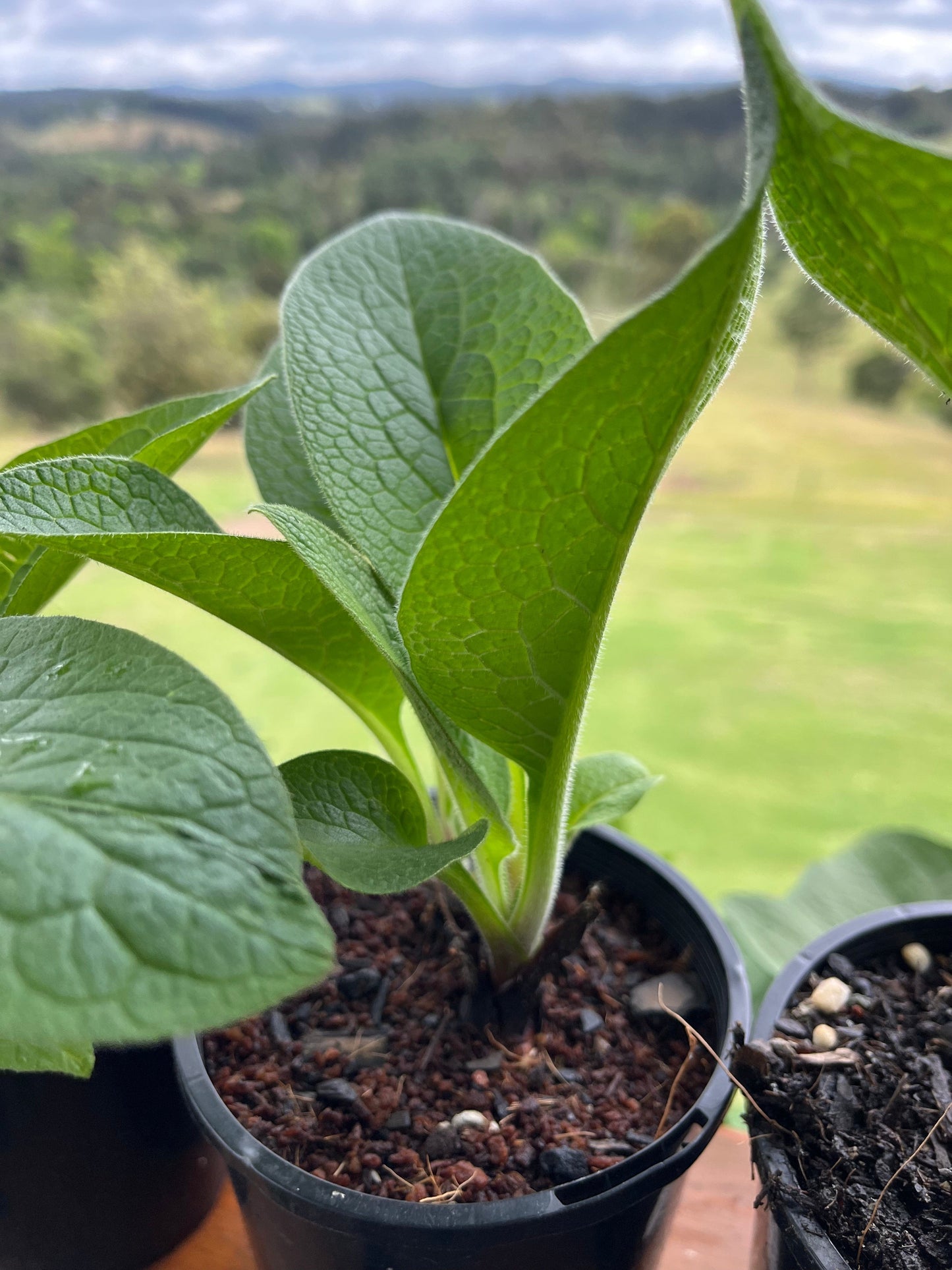 comfrey australia