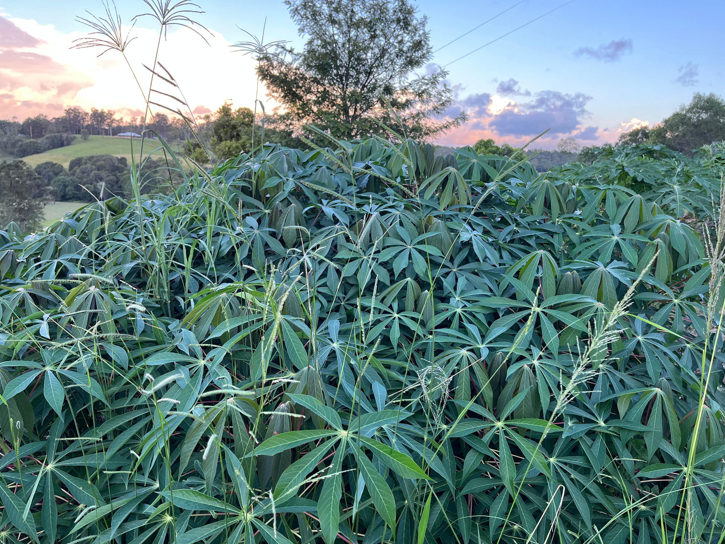 cassava qld australia