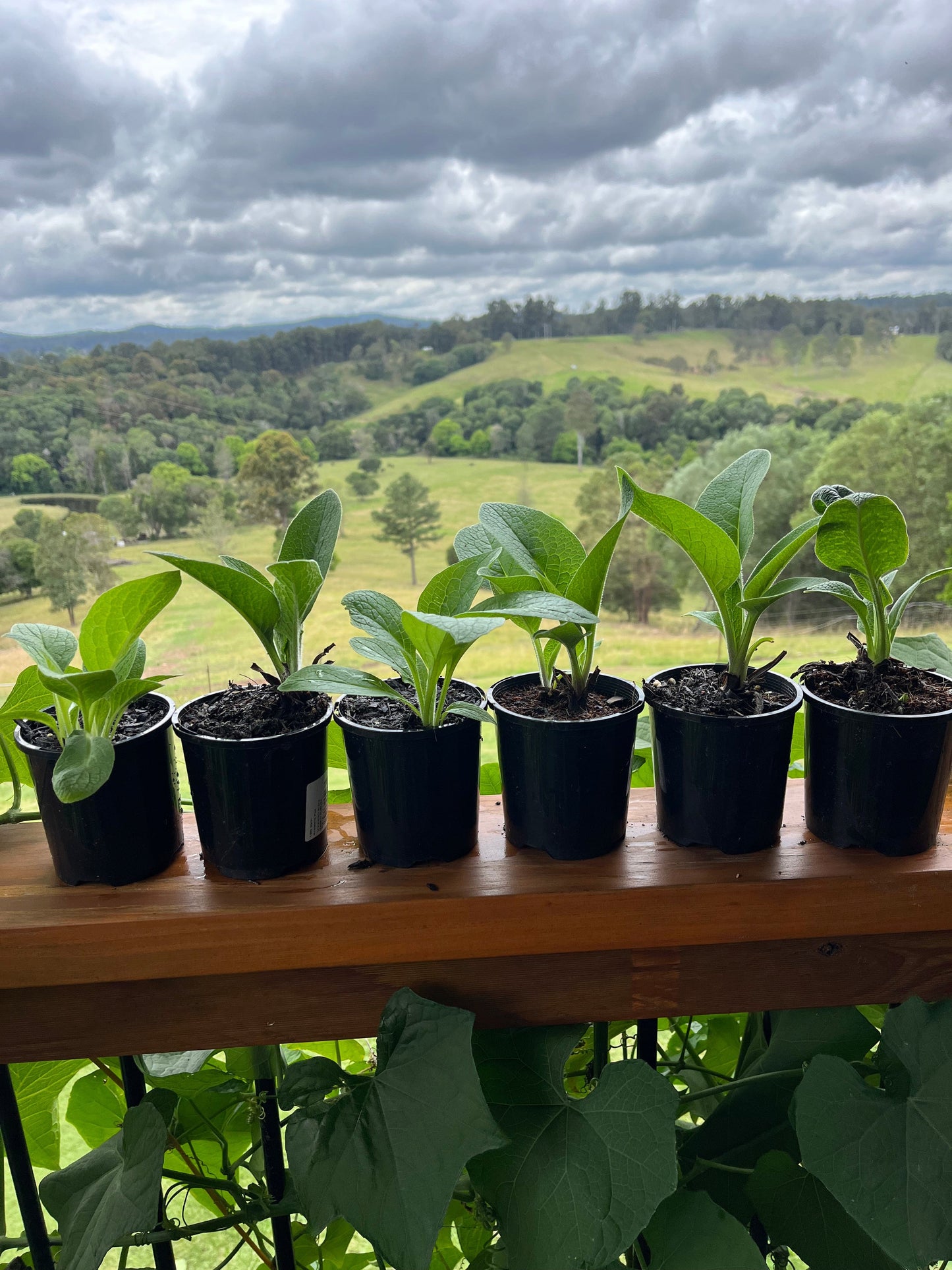 healthy comfrey plants in QLD Australia