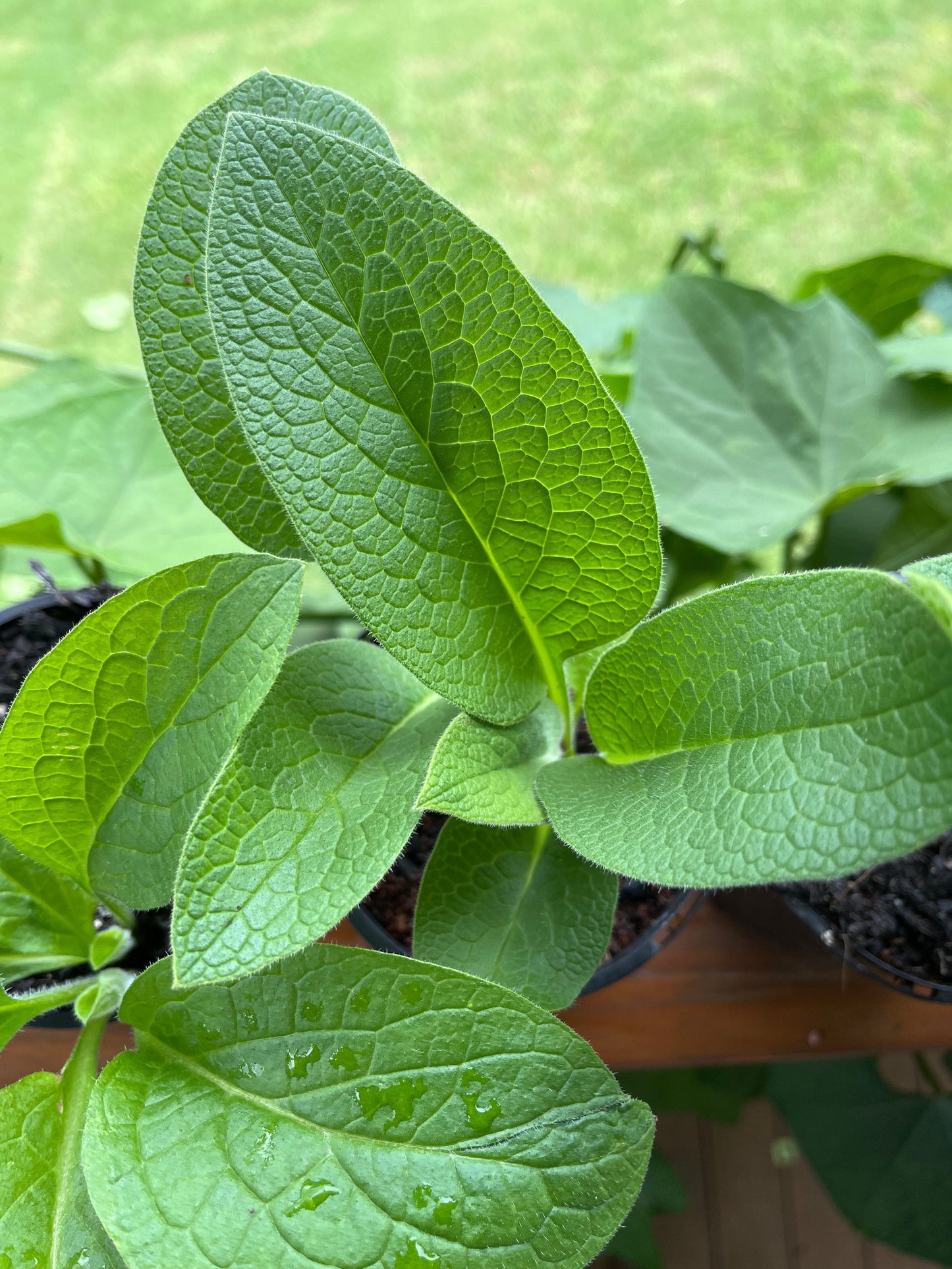 growing comfrey