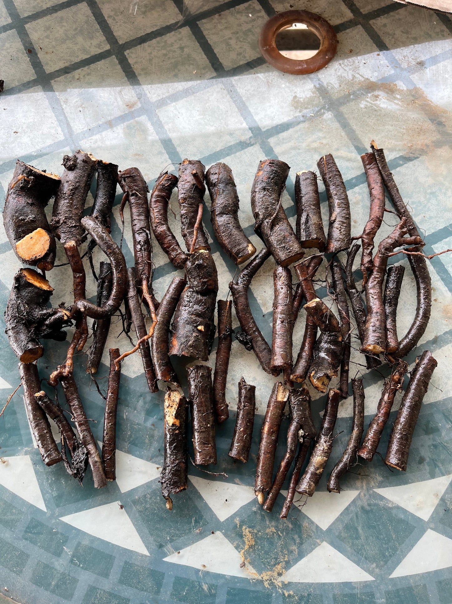 Comfrey cuttings for sale QLD