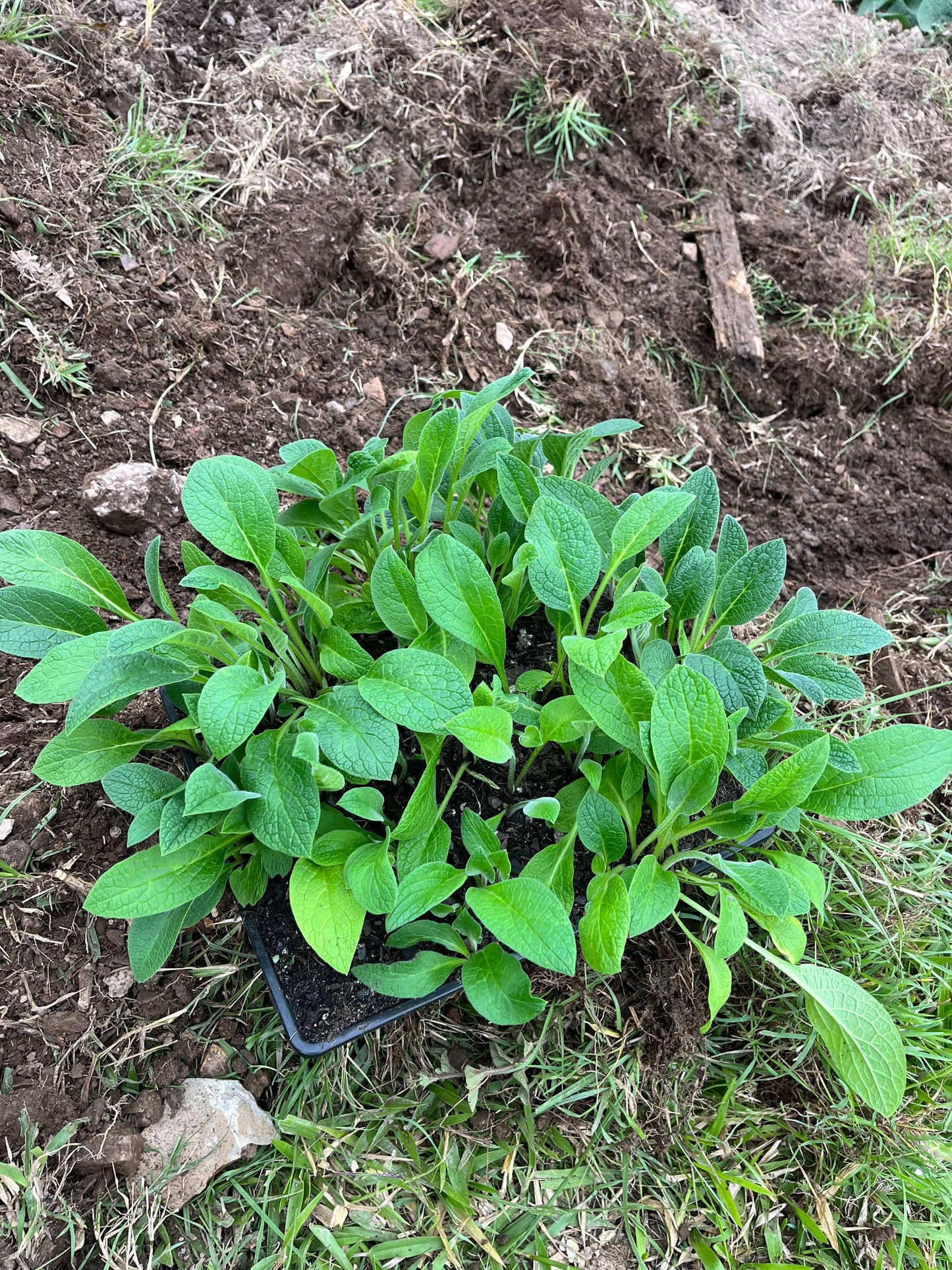 propagating Comfrey cuttings