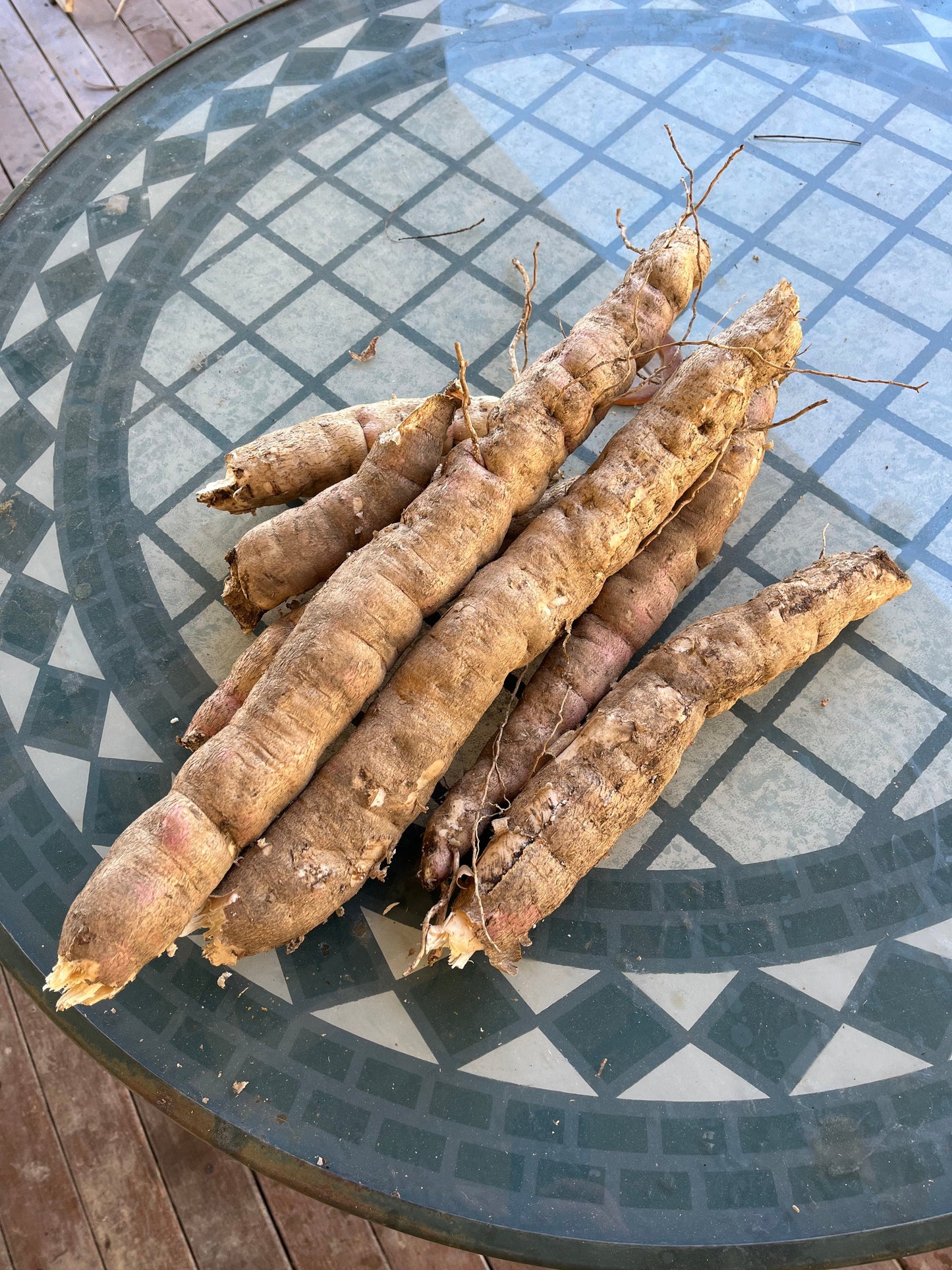 cassava tubers harvest