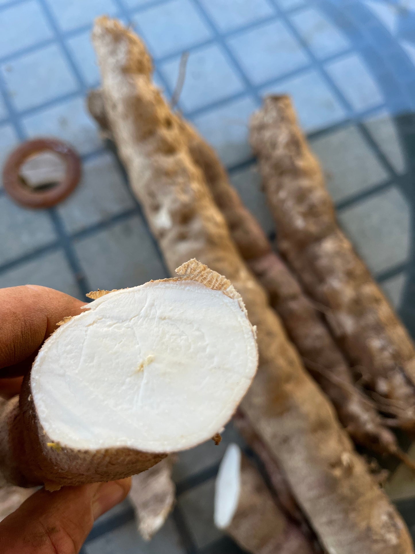 Freshly harvested 5 x 25cm long Cassava stalk cuttings Yuca, Tapioca- NOT BITTER