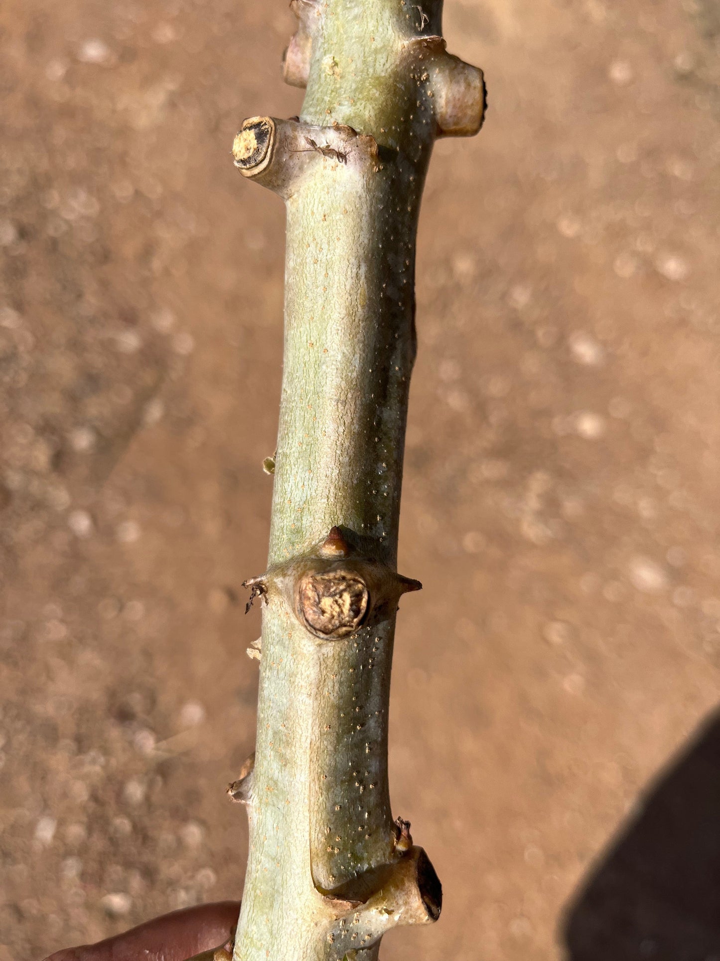 cassava cutting nodes