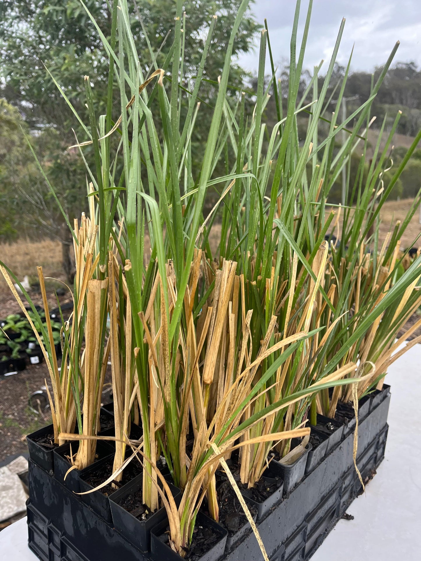 vetiver grass for sale qld