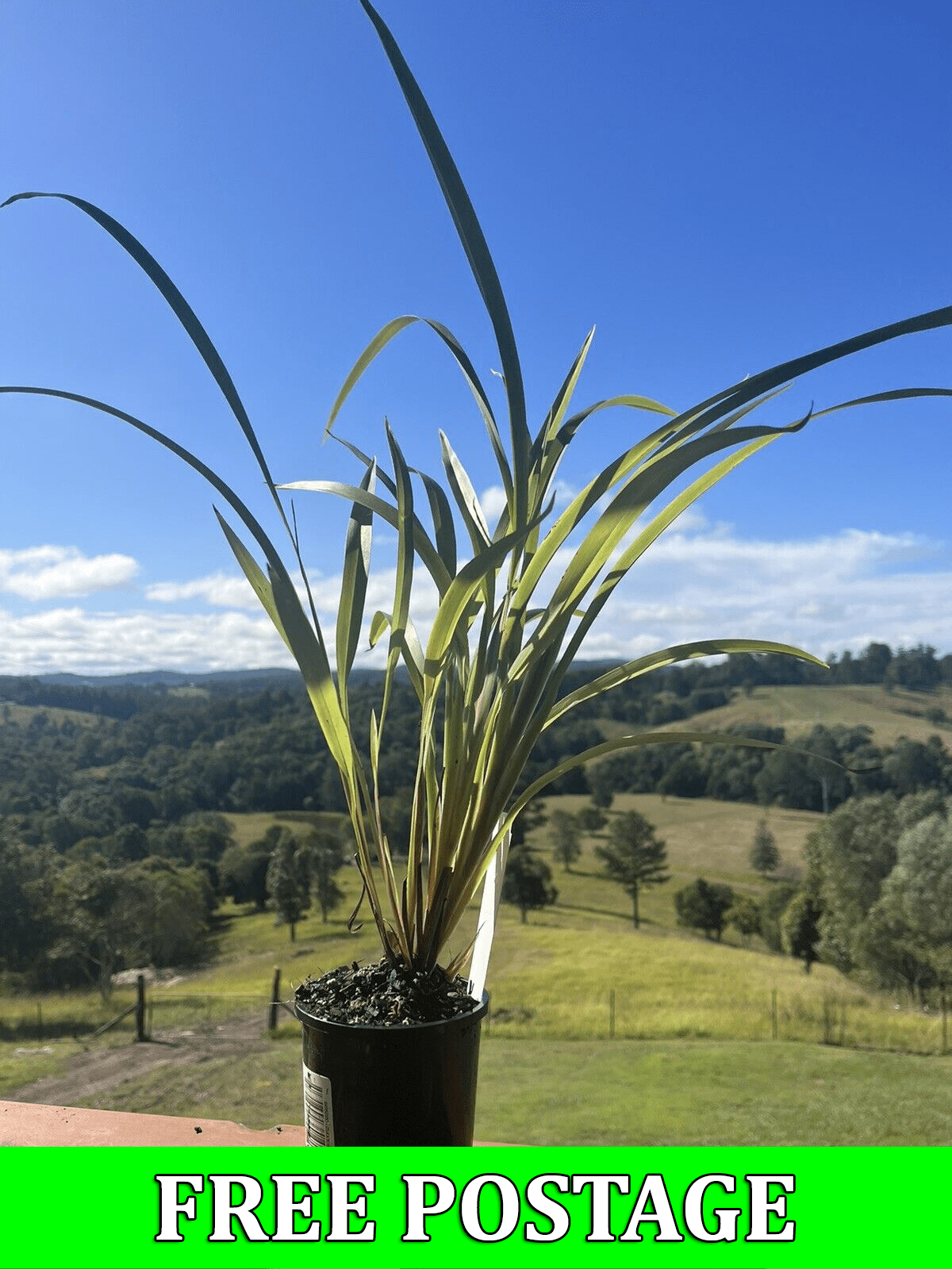 Buy Blue Flax Lily online