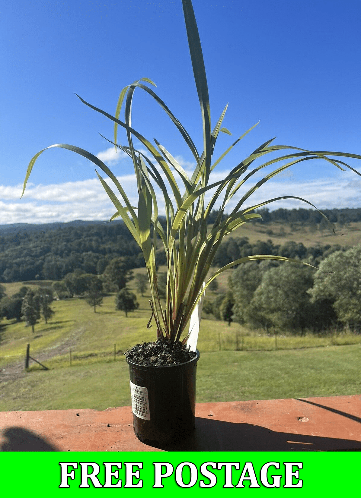 Dianella caerulea Blue Flax Lily online plants