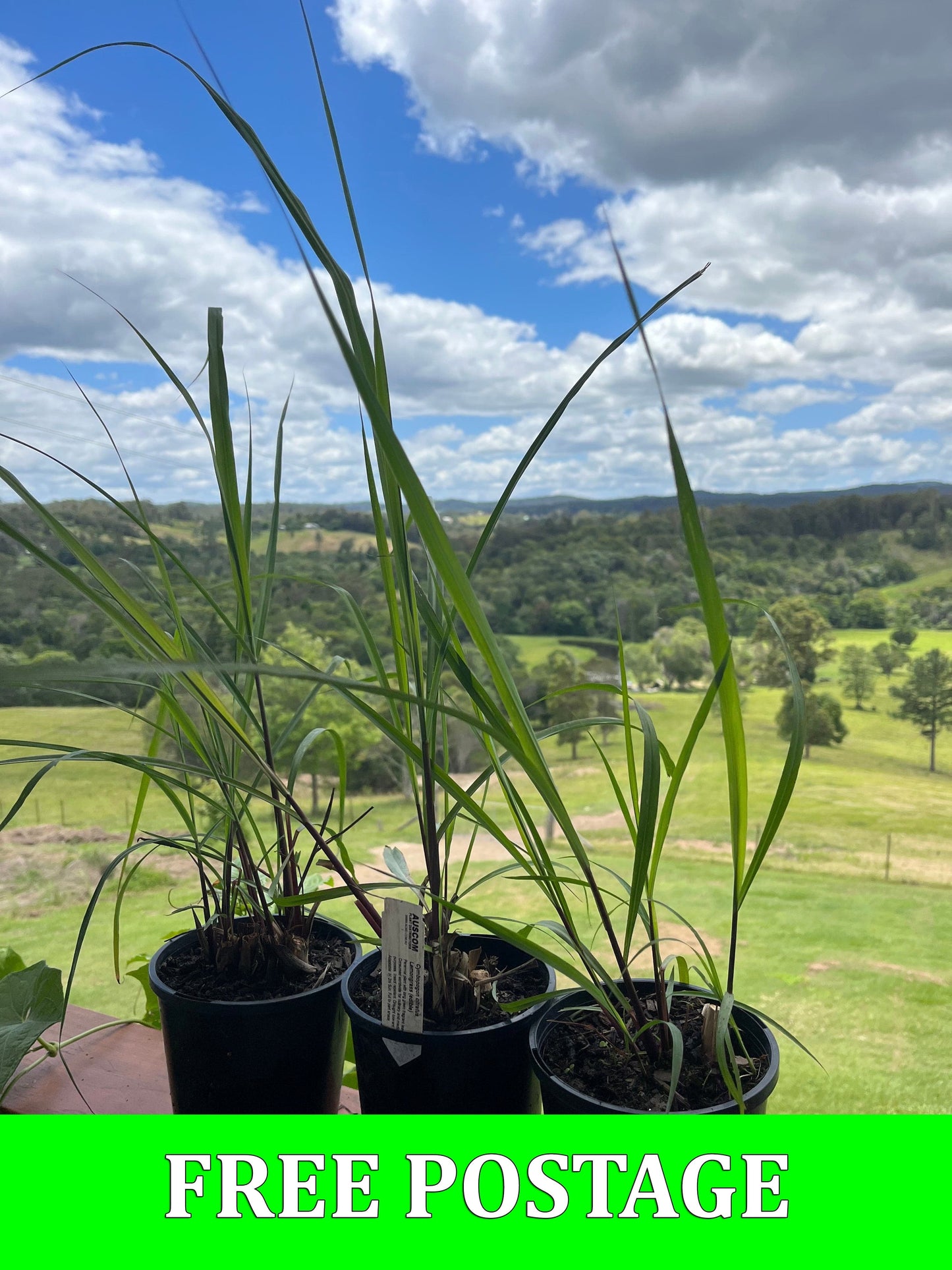 Lemon Grass Cymbopogon citratus - Auscom Plant Distributors