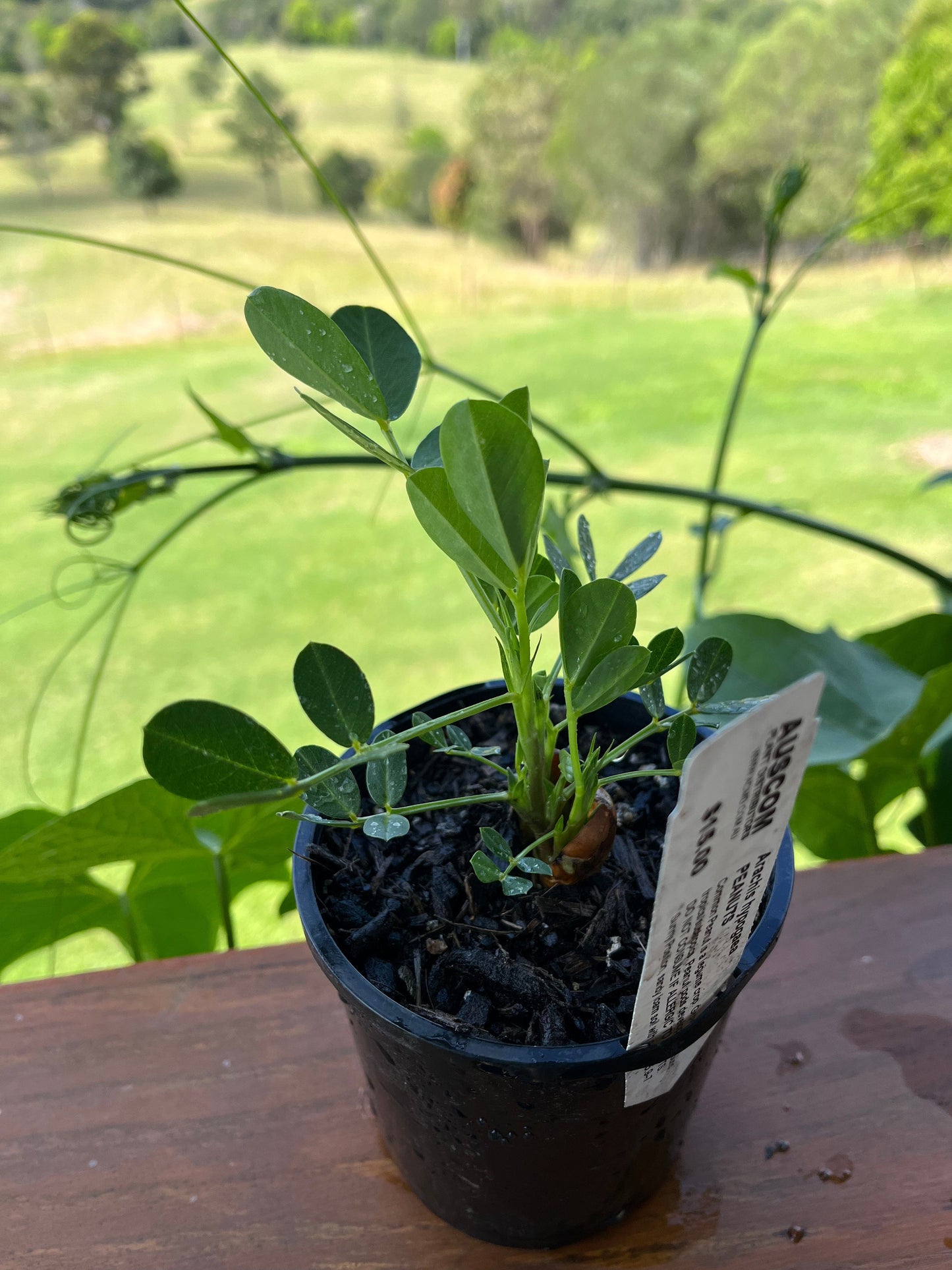 BUY Peanut Plants Arachis hypogaea - Auscom Plant Distributors