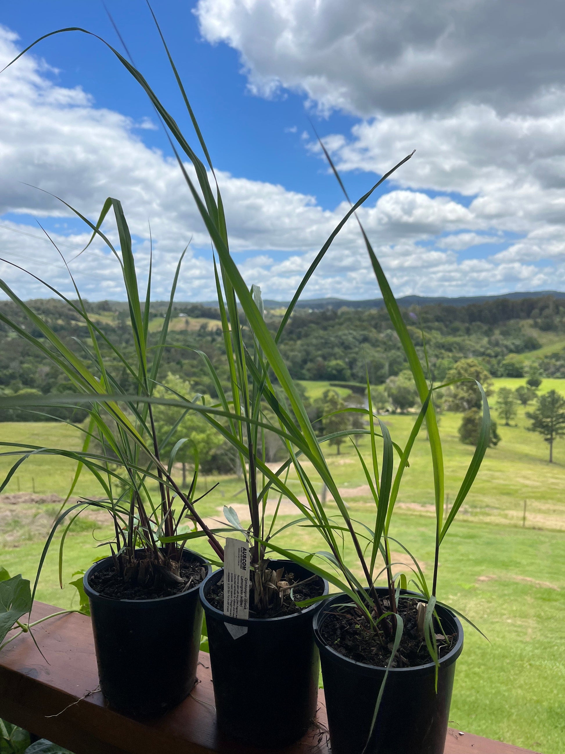 Lemon Grass Cymbopogon citratus - Auscom Plant Distributors