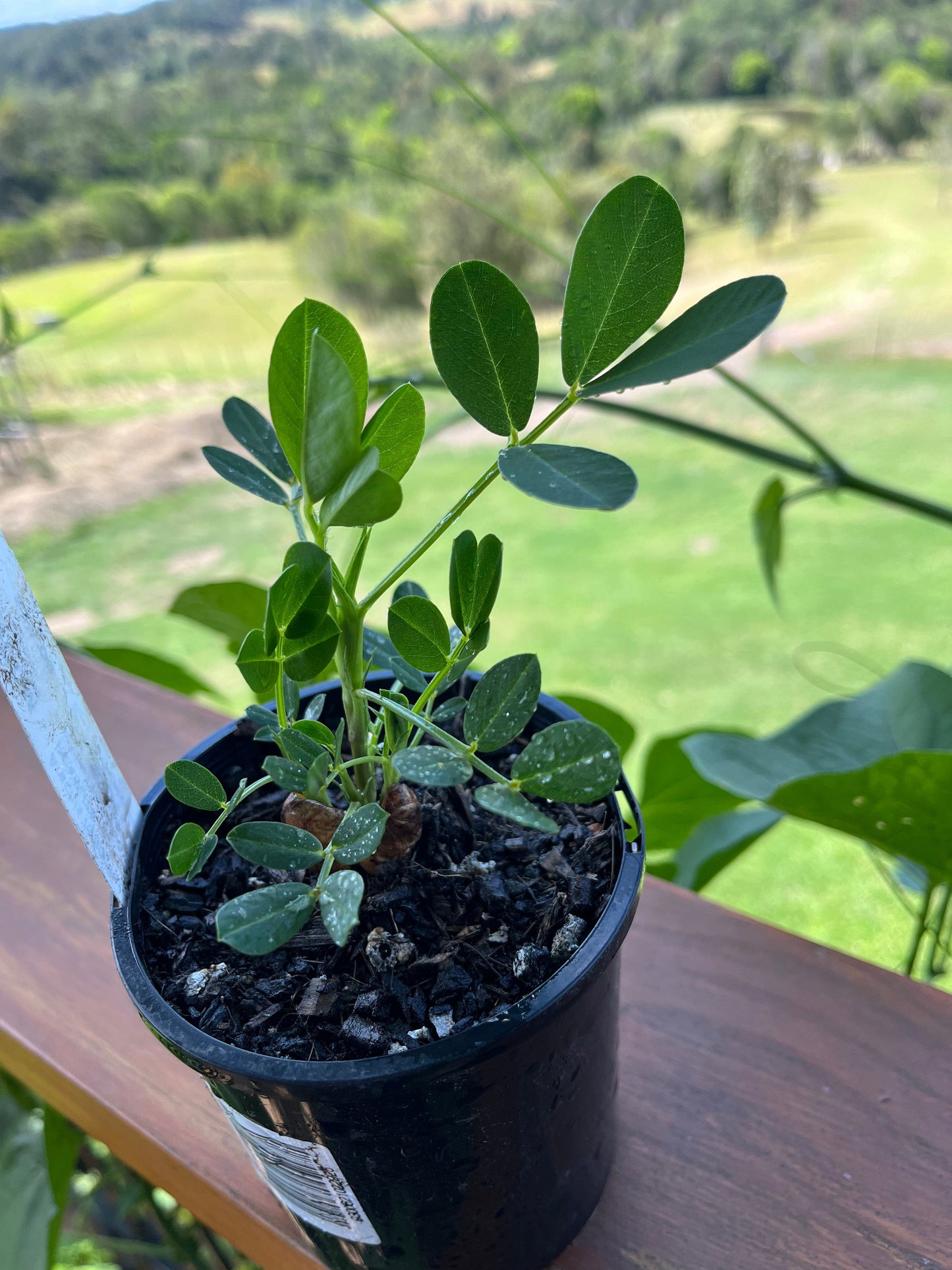 Peanut Plants Arachis hypogaea Australia