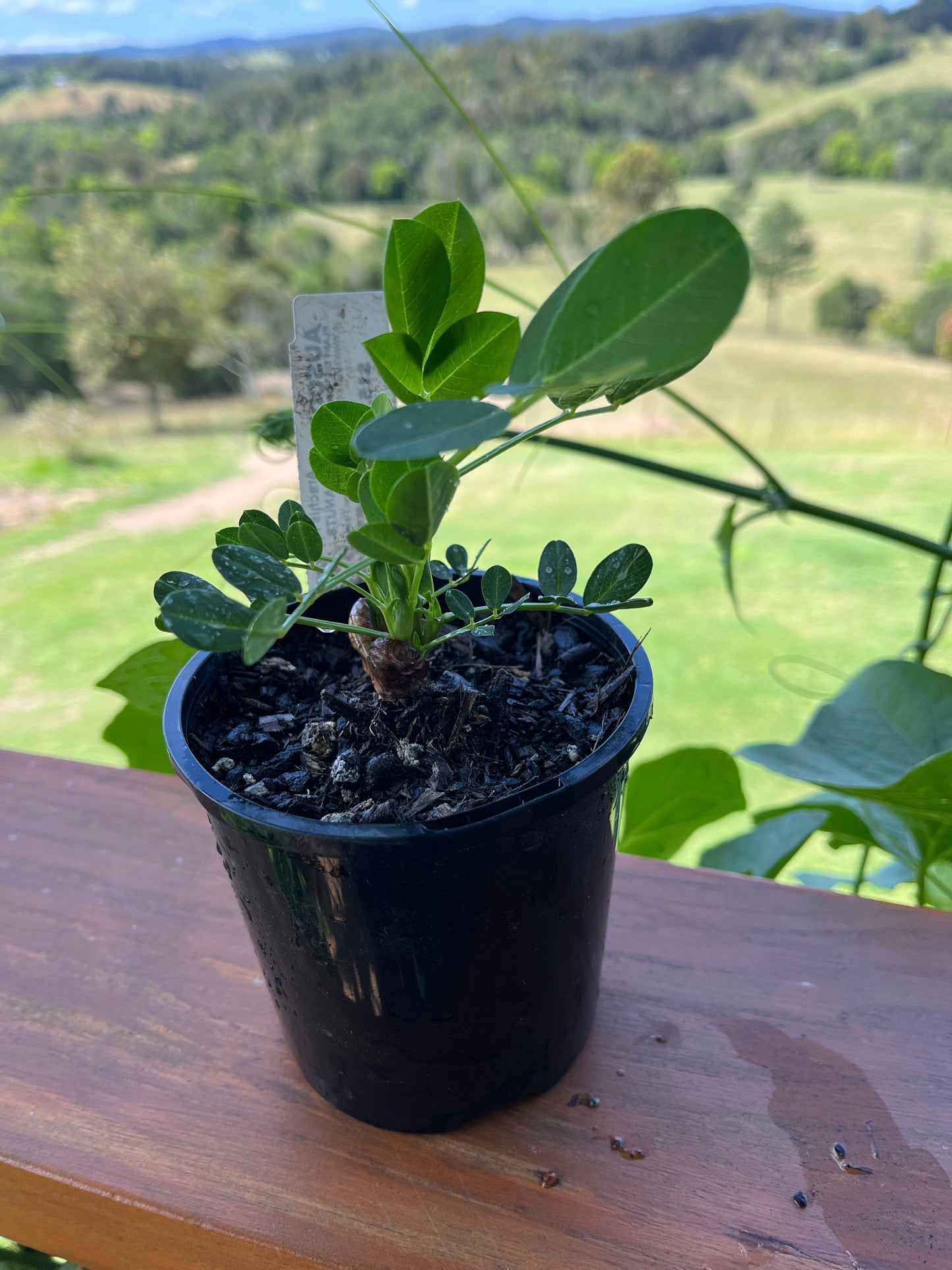 Peanut Plants Arachis hypogaea - Auscom Plant Distributors