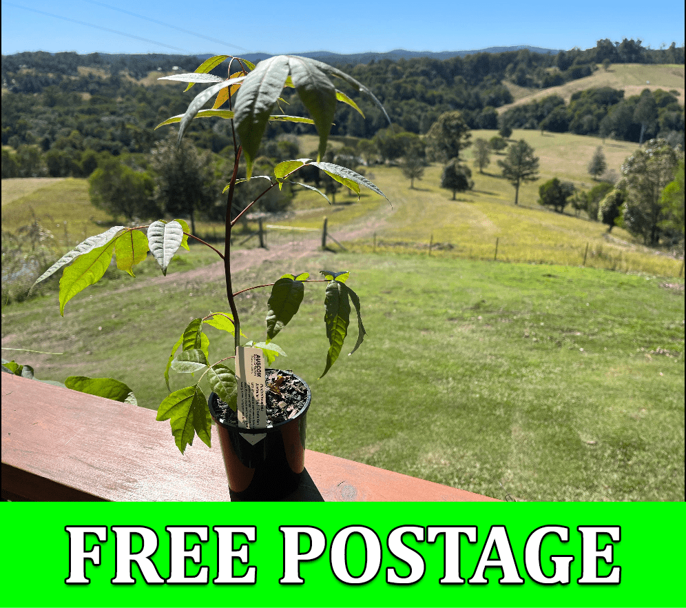 Buy Red Cedar Plants Online - the Best Australian Choice