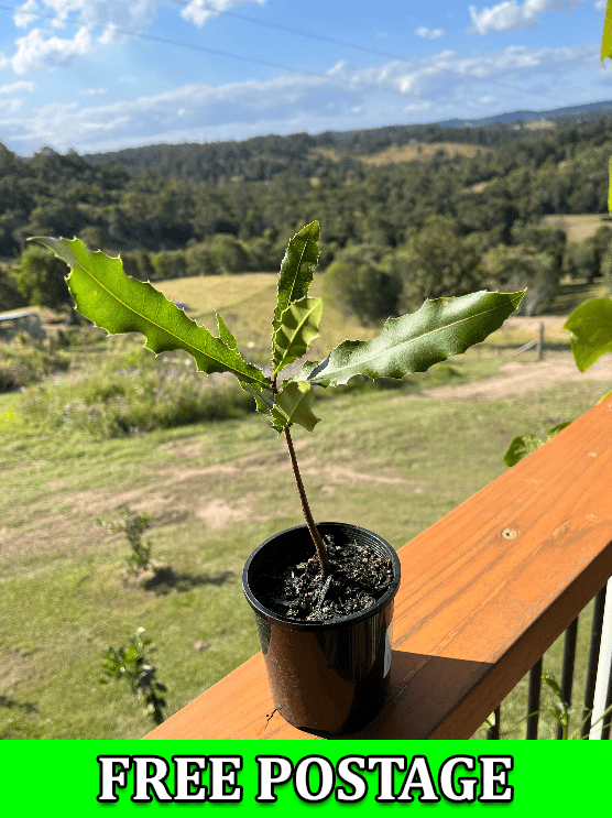 Australian Macadamia integrifolia for sale online