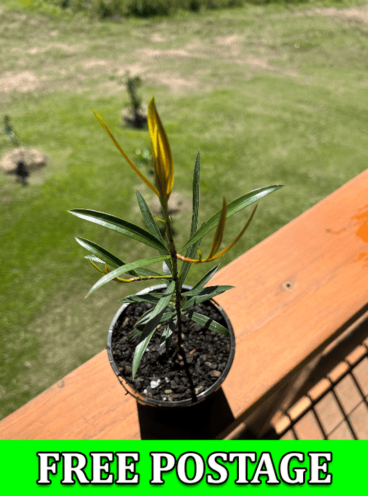 Transform your garden with our stunning brown pine Illawarra plum plants! Buy online and add a touch of beauty and elegance to your outdoor space. Don't miss out on this opportunity to elevate your landscape – order now!