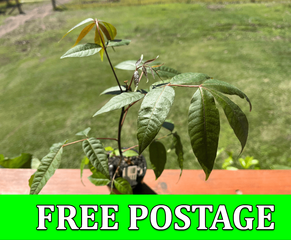 Buy red cedar plants online from our nursery in Australia.