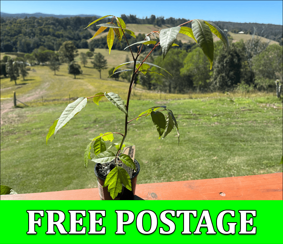 Buy Red Cedar plants online in QLD and NSW for a stunning addition to your garden or farm