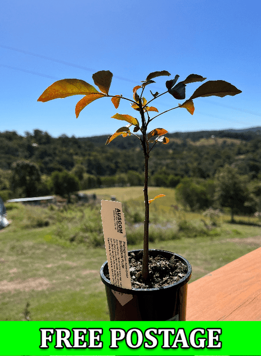 Buy Burdekin Plum trees online from the leading nursery in QLD and NSW. Discover the best selection of high-quality, locally grown plants at affordable prices. Our expert team is dedicated to providing you with top-notch customer service and fast delivery to your doorstep. Don't miss out on the opportunity to enjoy fresh and delicious Burdekin Plums from your own backyard. Order now and start growing your own fruit trees today!