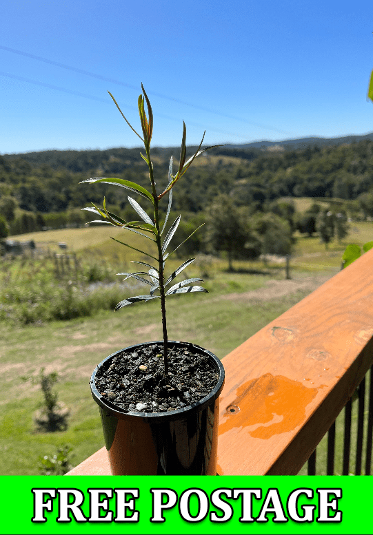 Australian Bush Tucker plants and trees for sale online