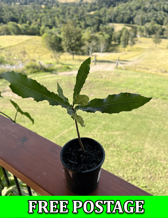 Macadamia integrifolia for sale Australian Bush Tucker