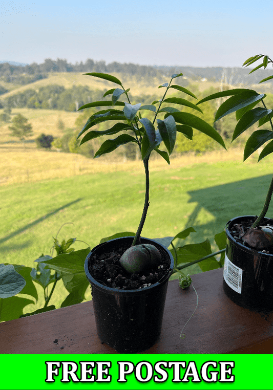 Black bean tree plant online