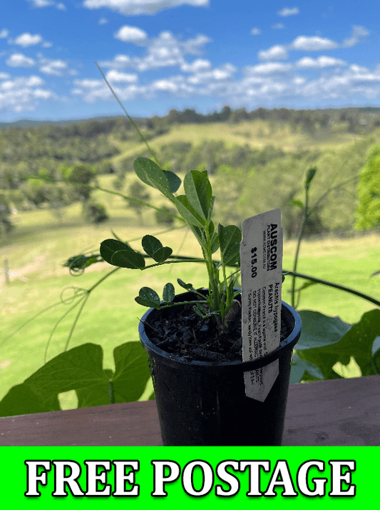 BUY PEANUT Arachis hypogaea PLANTS