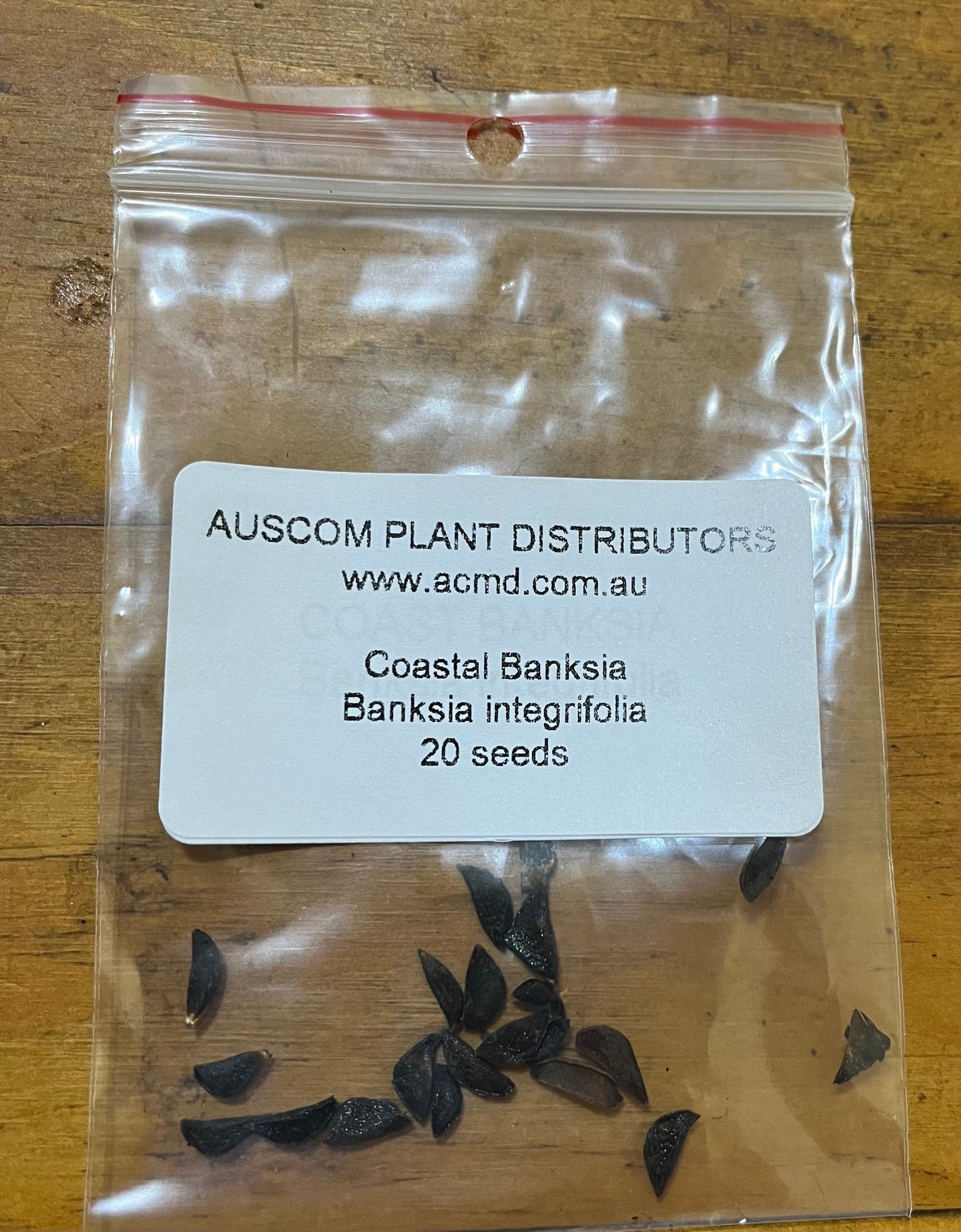 Buy Coastal Banksia seeds Banksia integrifolia online
