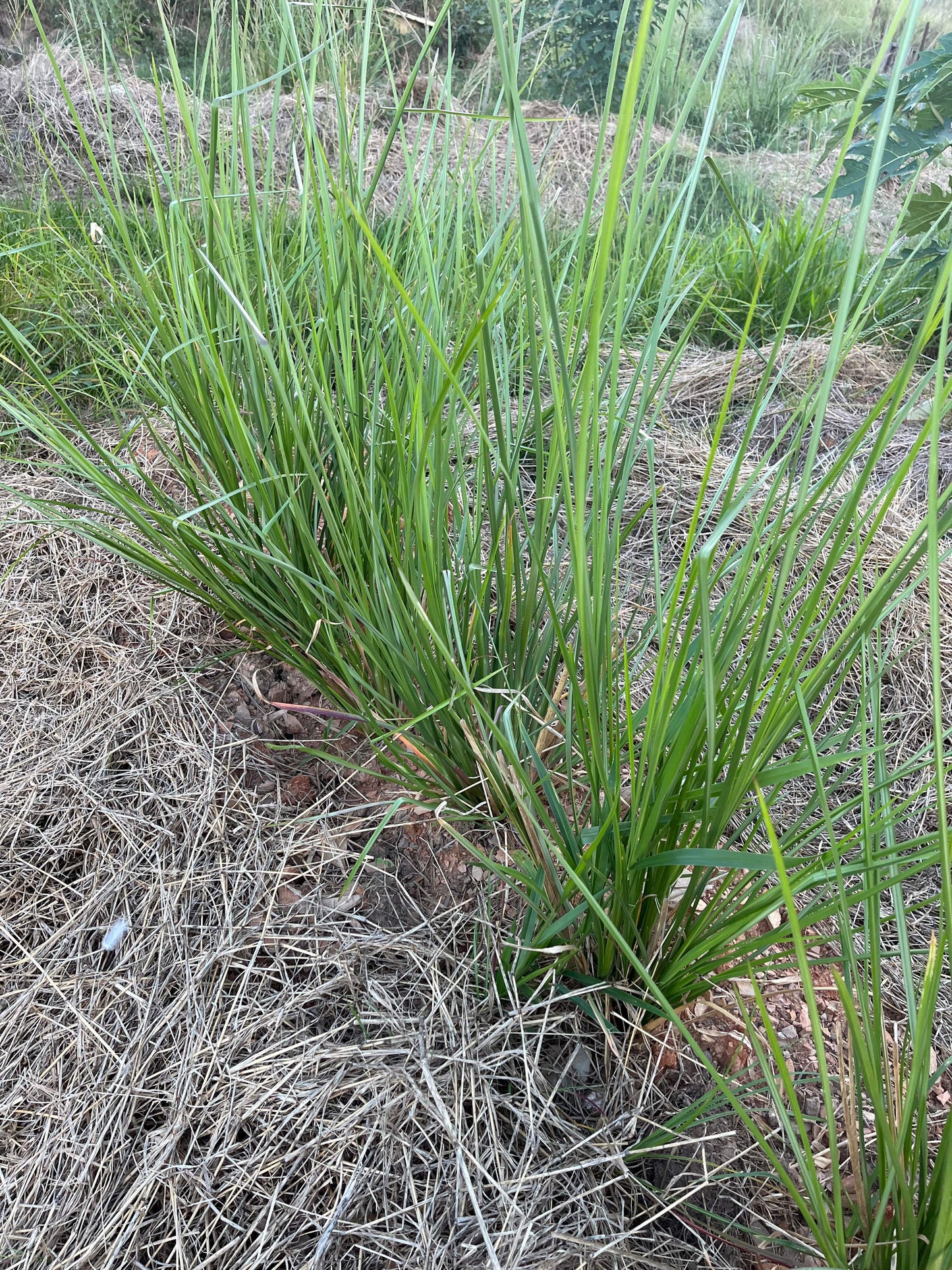 Vetiver - Chrysopogon zizanioides SIX pack of plants - Auscom Plant Distributors