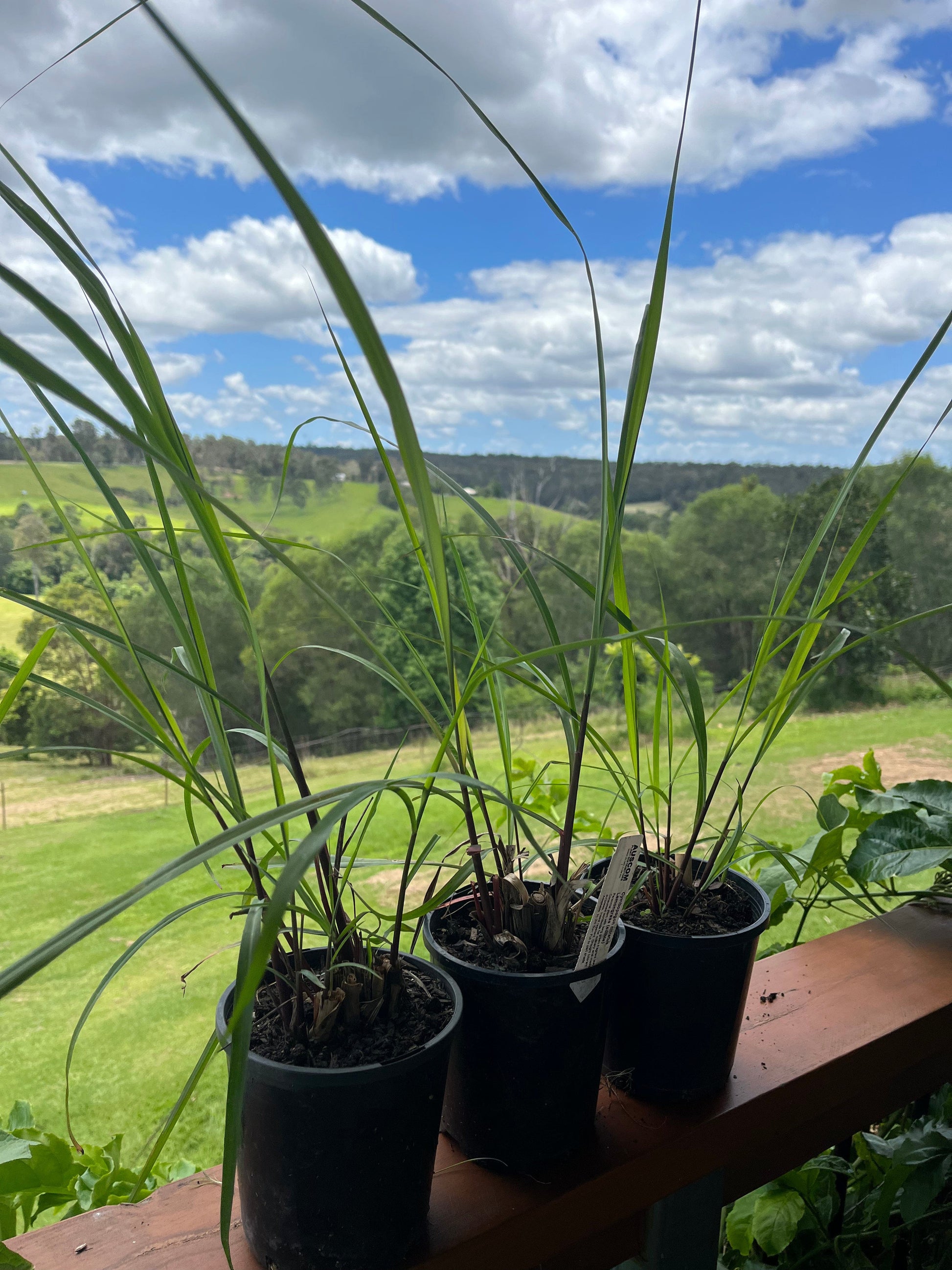 Lemon Grass Cymbopogon citratus - Auscom Plant Distributors