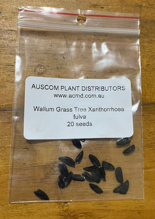 Buy Wallum Grass Tree Xanthorrhoea fulva seeds 