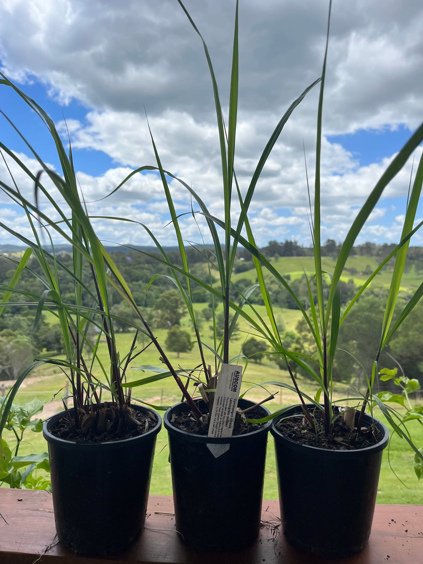 Lemon Grass Cymbopogon citratus - Auscom Plant Distributors