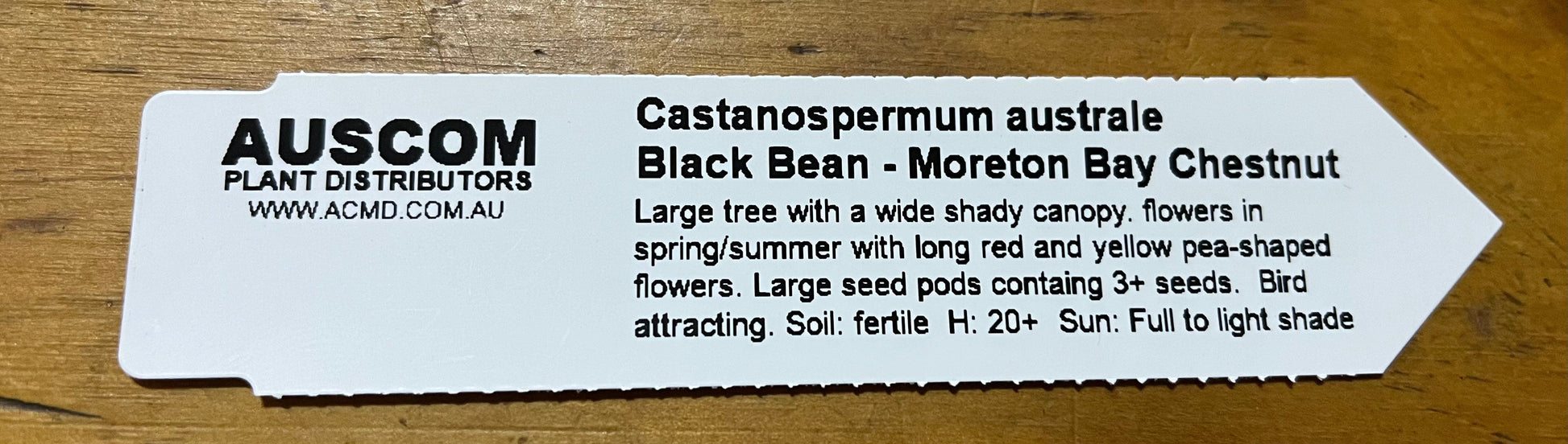 Moreton Bay Chestnut Castanospermum Australe Black Bean Tree - Auscom Plant Distributors