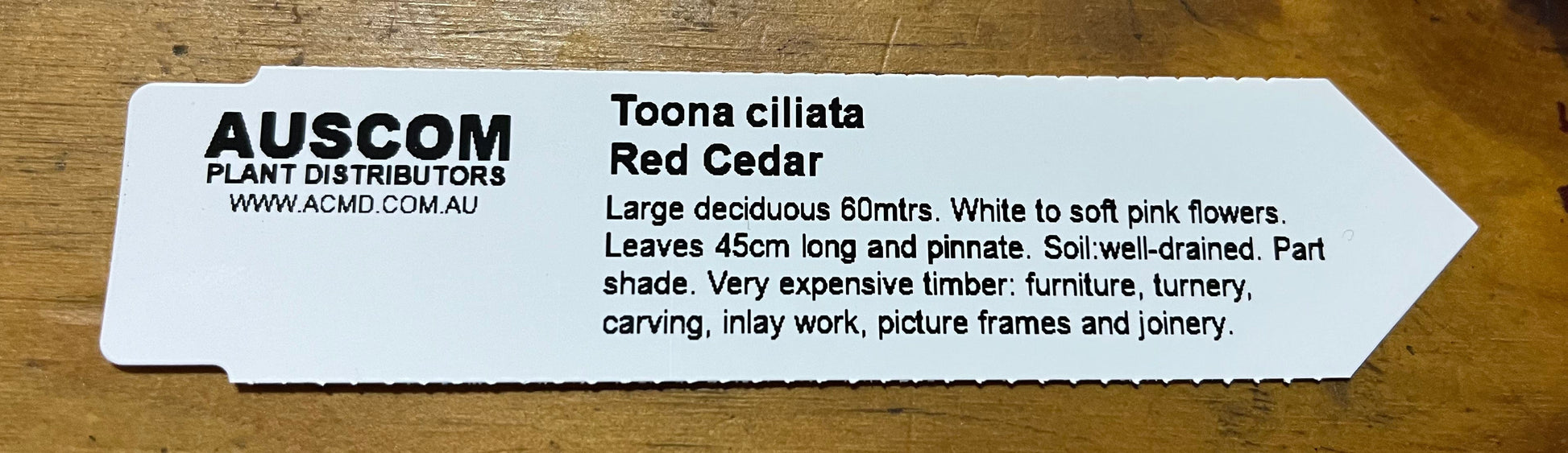 Australian Red Cedar Toona Ciliata - Auscom Plant Distributors