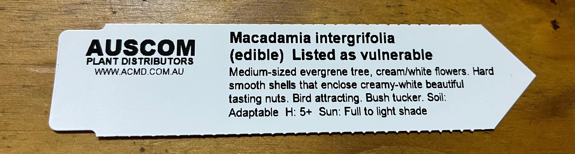 Macadamia integrifolia - smooth-shelled macadamia - Queensland nut - Bauple nut - Auscom Plant Distributors