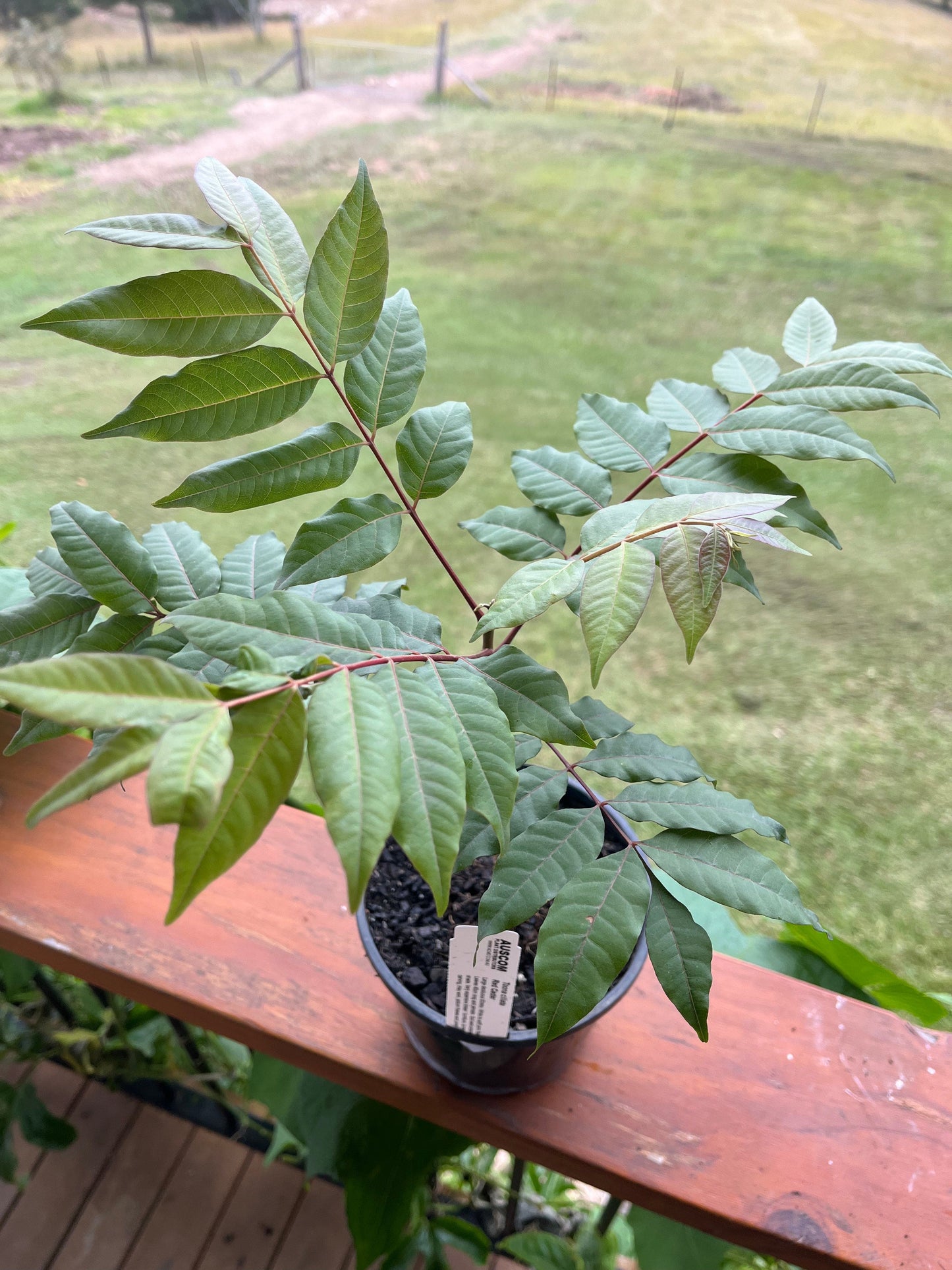 red cedar tree seeds for sale