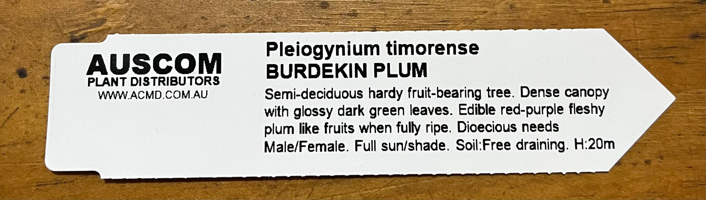 Buy Burdekin Plum Pleiogynium timorese online from Auscom Plant Distributors