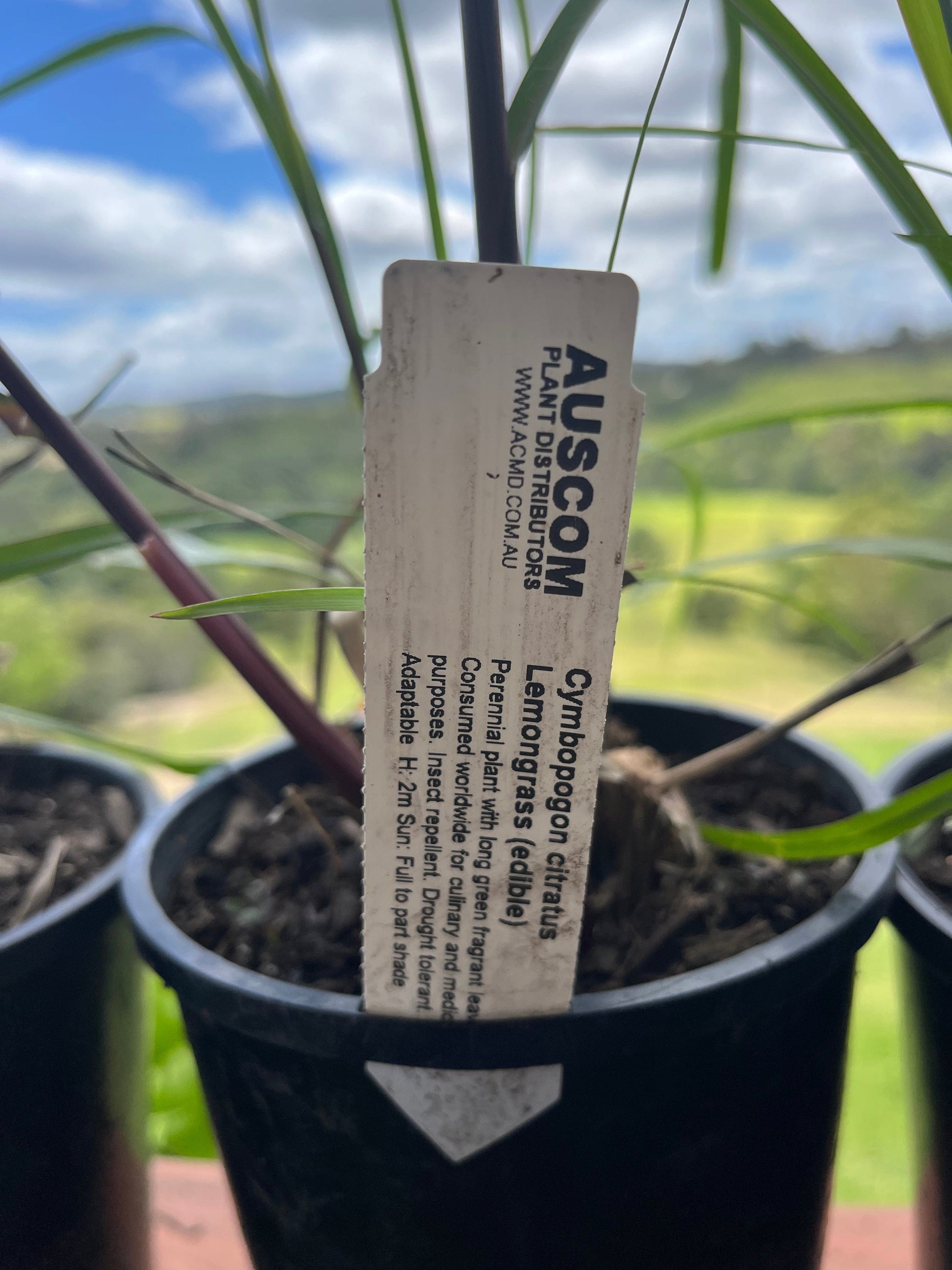 Lemon Grass Cymbopogon citratus - Auscom Plant Distributors
