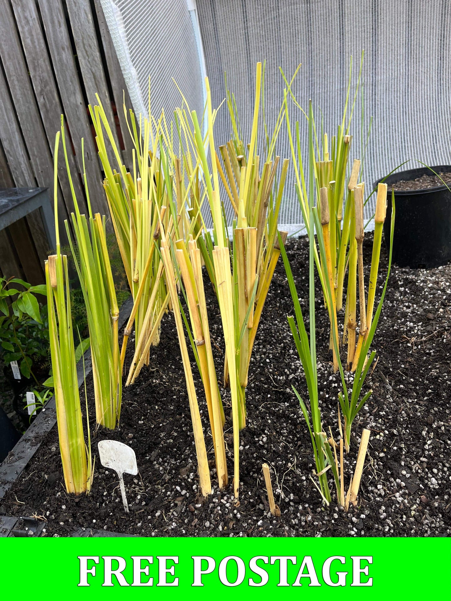 Vetiver grass (Chrysopogon zizanioides)